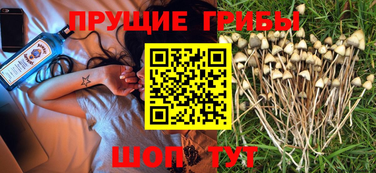 Псилоцибиновые грибы мицелий  Вход с VPN  Галлюциногенные грибы Psilocybine cubensis  Острогожск 